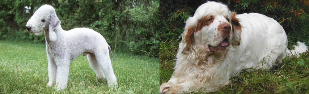 Clumber Spaniel vs Bedlington Terrier - Breed Comparison