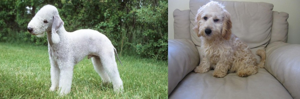 Cockachon vs Bedlington Terrier - Breed Comparison