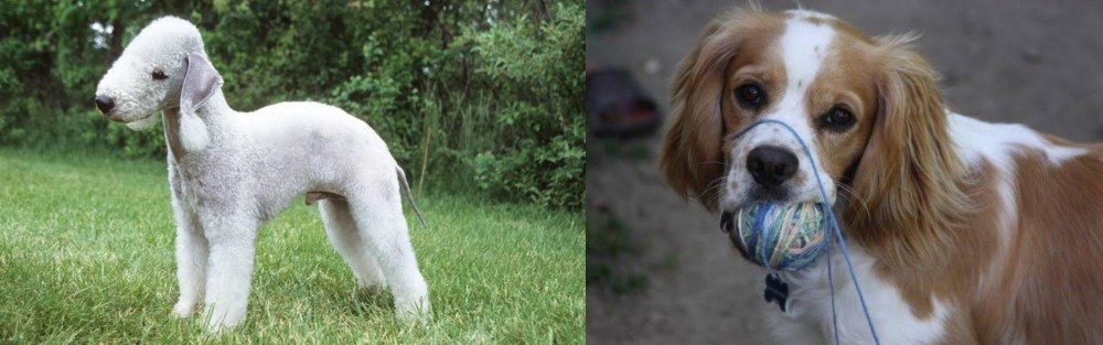 Cockalier vs Bedlington Terrier - Breed Comparison