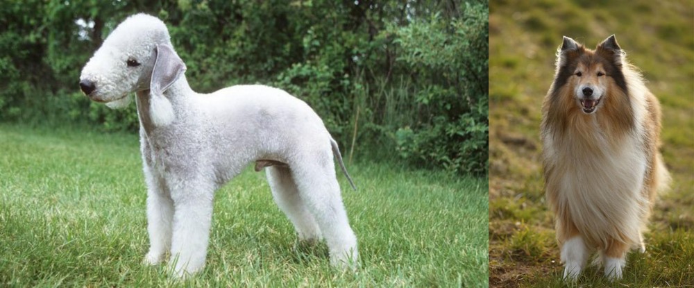 Collie vs Bedlington Terrier - Breed Comparison