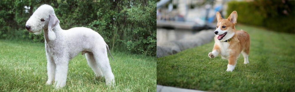 Corgi vs Bedlington Terrier - Breed Comparison