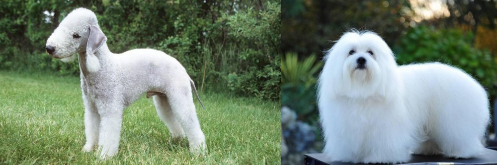 Coton De Tulear vs Bedlington Terrier - Breed Comparison