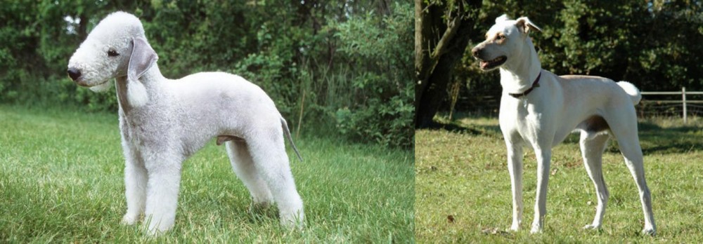 Cretan Hound vs Bedlington Terrier - Breed Comparison