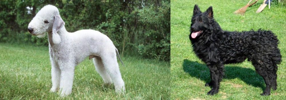 Croatian Sheepdog vs Bedlington Terrier - Breed Comparison