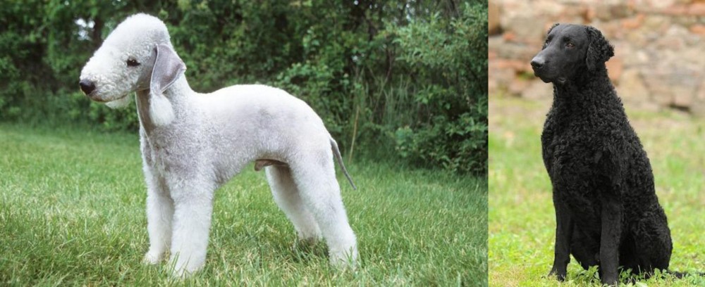 Curly Coated Retriever vs Bedlington Terrier - Breed Comparison