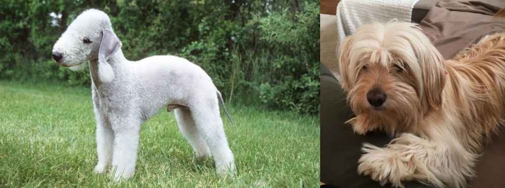 Cyprus Poodle vs Bedlington Terrier - Breed Comparison