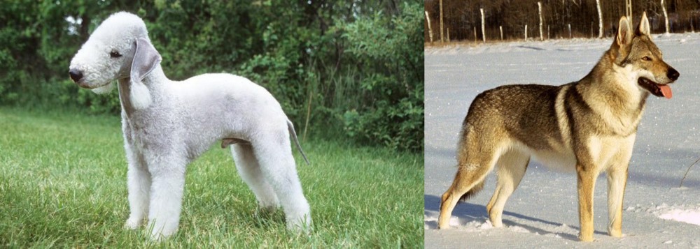 Czechoslovakian Wolfdog vs Bedlington Terrier - Breed Comparison