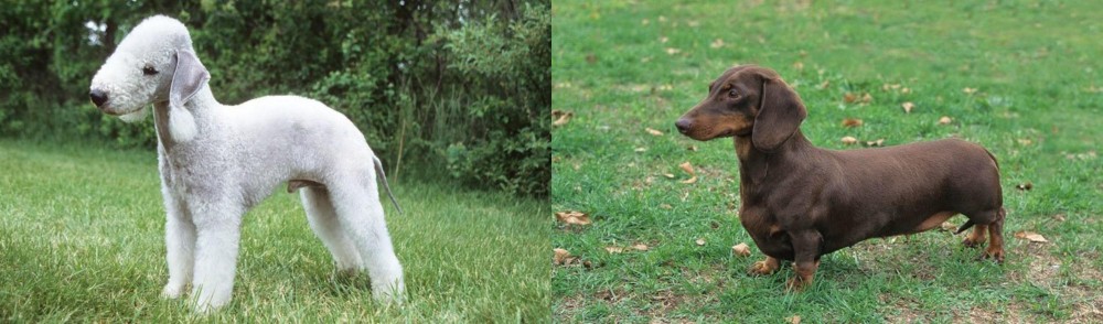 Dachshund vs Bedlington Terrier - Breed Comparison