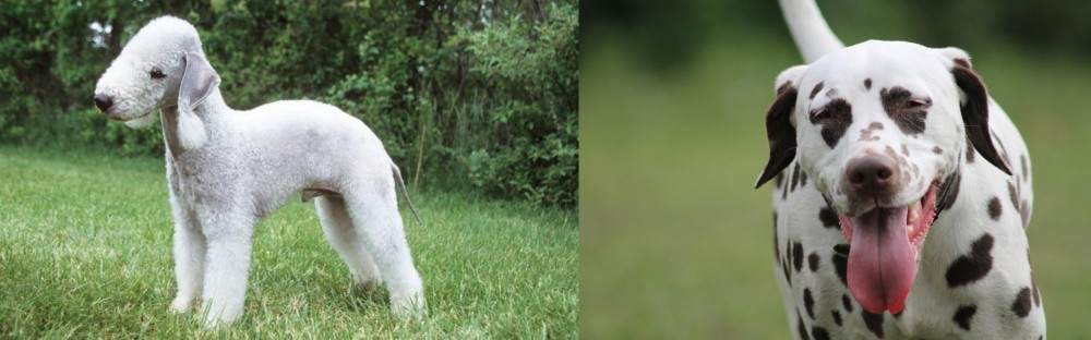 Dalmatian vs Bedlington Terrier - Breed Comparison