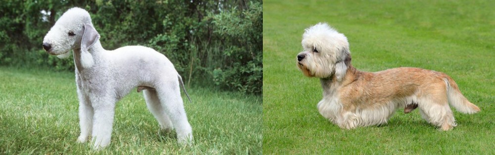 Dandie Dinmont Terrier vs Bedlington Terrier - Breed Comparison