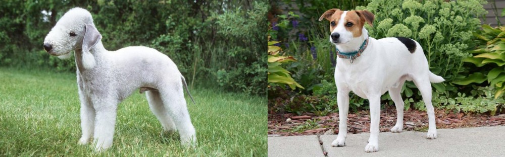 Danish Swedish Farmdog vs Bedlington Terrier - Breed Comparison