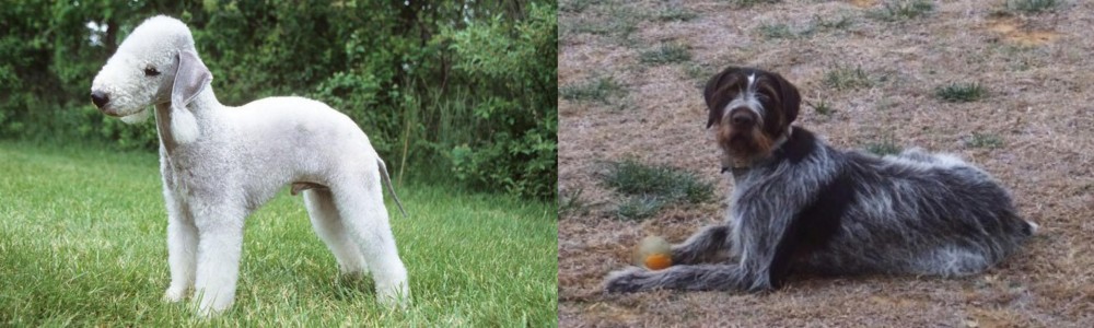 Deutsch Drahthaar vs Bedlington Terrier - Breed Comparison