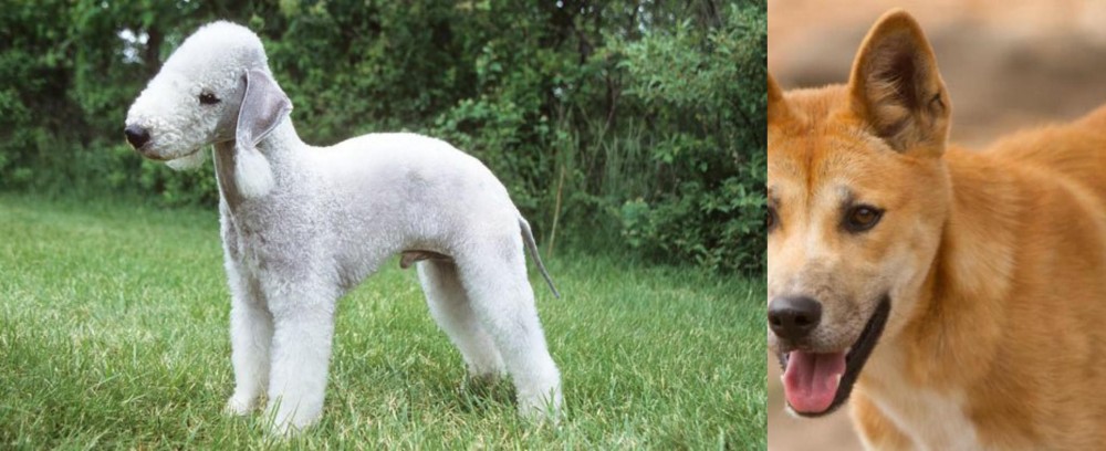Dingo vs Bedlington Terrier - Breed Comparison