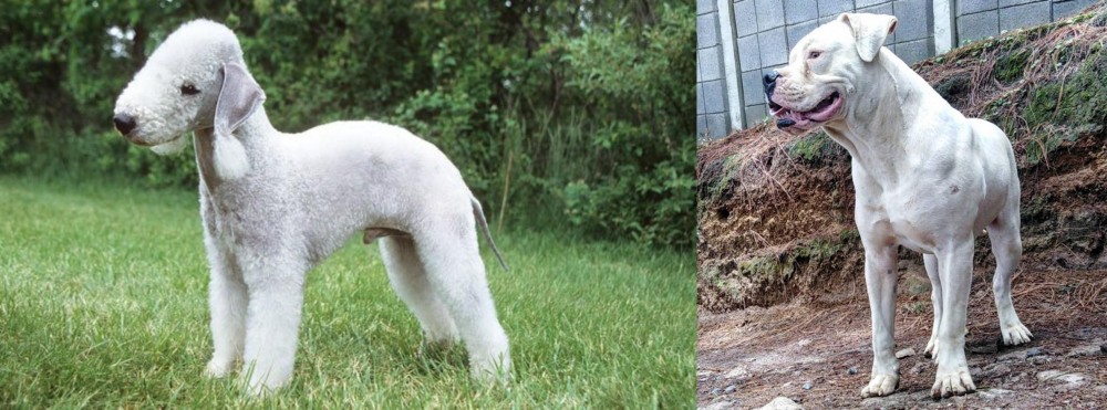 Dogo Guatemalteco vs Bedlington Terrier - Breed Comparison