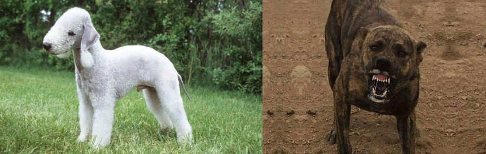 Dogo Sardesco vs Bedlington Terrier - Breed Comparison