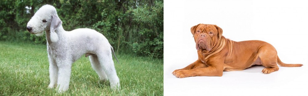 Dogue De Bordeaux vs Bedlington Terrier - Breed Comparison