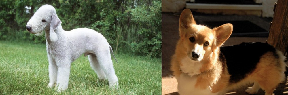 Dorgi vs Bedlington Terrier - Breed Comparison