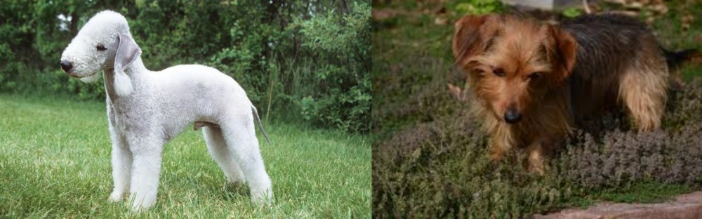 Dorkie vs Bedlington Terrier - Breed Comparison