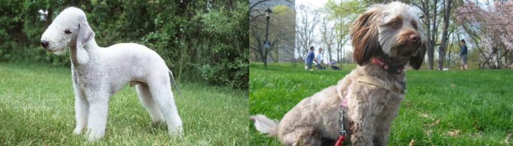 Doxiepoo vs Bedlington Terrier - Breed Comparison