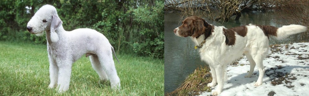 Drentse Patrijshond vs Bedlington Terrier - Breed Comparison