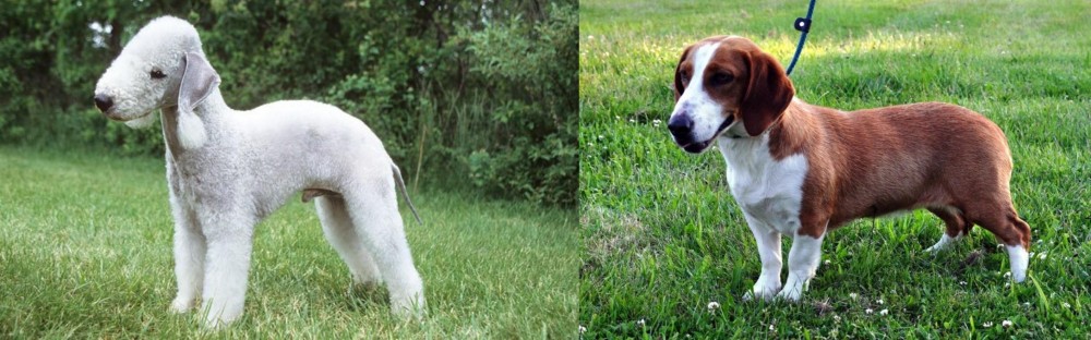 Drever vs Bedlington Terrier - Breed Comparison
