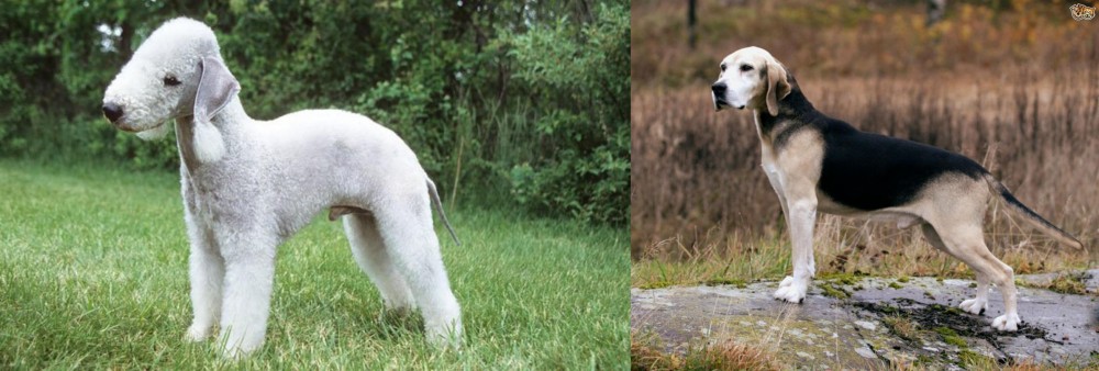 Dunker vs Bedlington Terrier - Breed Comparison