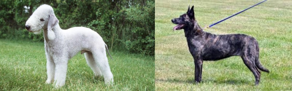 Dutch Shepherd vs Bedlington Terrier - Breed Comparison