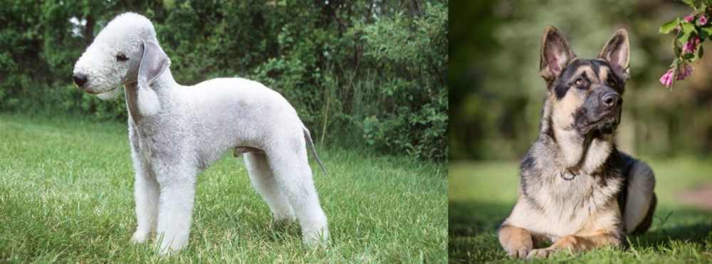 East European Shepherd vs Bedlington Terrier - Breed Comparison