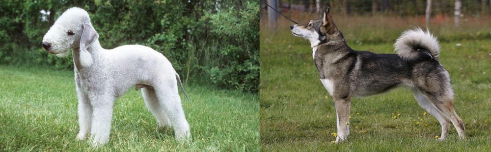 East Siberian Laika vs Bedlington Terrier - Breed Comparison