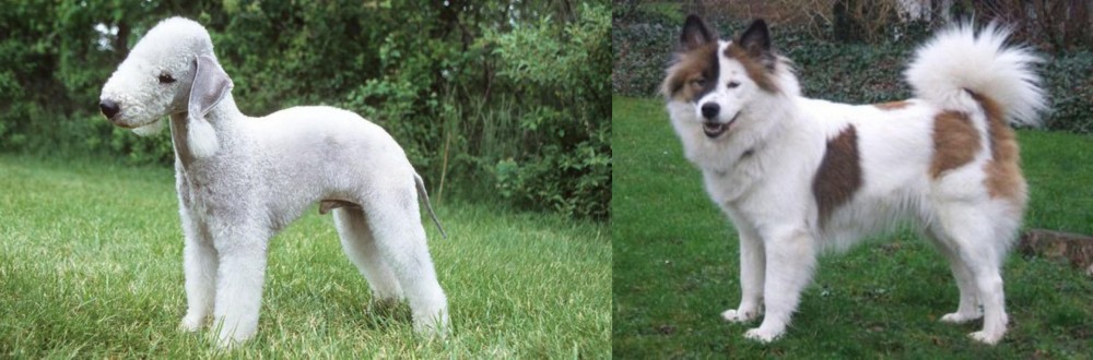 Elo vs Bedlington Terrier - Breed Comparison