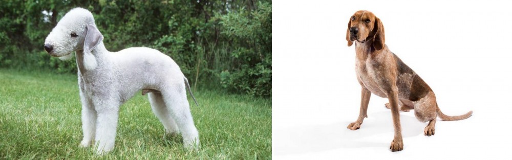 English Coonhound vs Bedlington Terrier - Breed Comparison