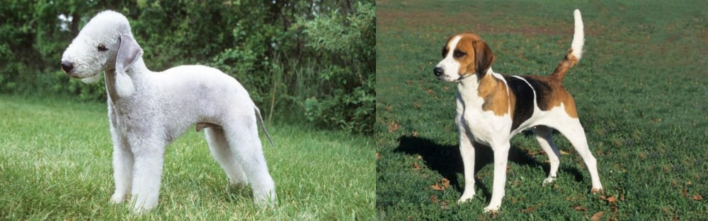 English Foxhound vs Bedlington Terrier - Breed Comparison