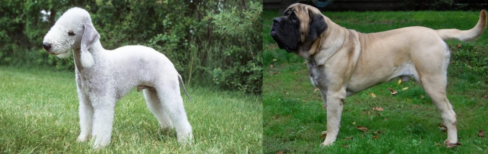 English Mastiff vs Bedlington Terrier - Breed Comparison