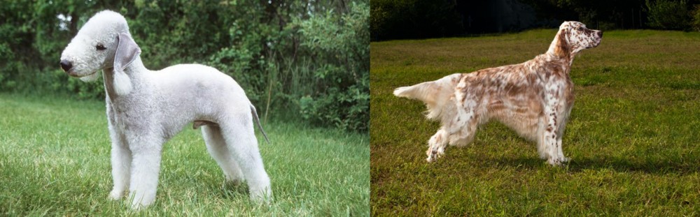 English Setter vs Bedlington Terrier - Breed Comparison