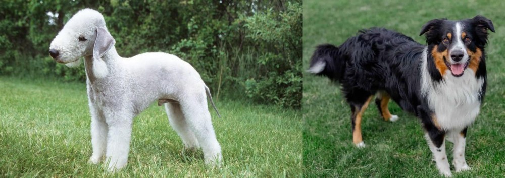 English Shepherd vs Bedlington Terrier - Breed Comparison