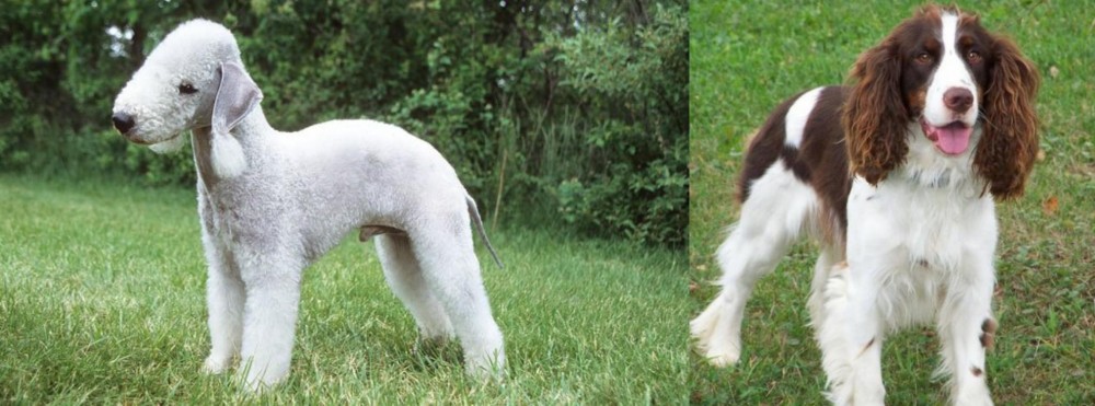 English Springer Spaniel vs Bedlington Terrier - Breed Comparison