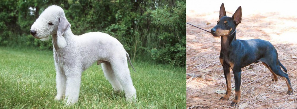 English Toy Terrier (Black & Tan) vs Bedlington Terrier - Breed Comparison