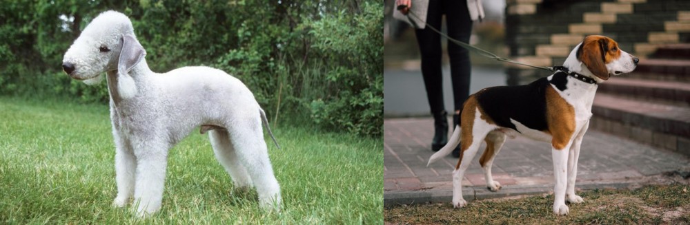 Estonian Hound vs Bedlington Terrier - Breed Comparison