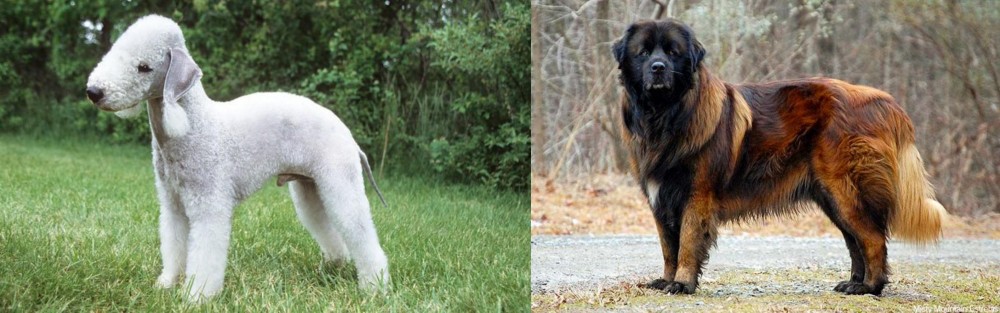 Estrela Mountain Dog vs Bedlington Terrier - Breed Comparison