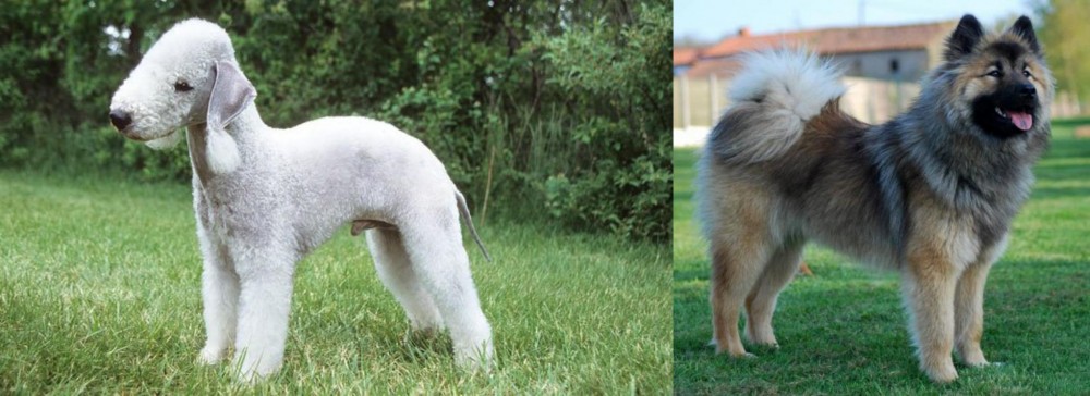 Eurasier vs Bedlington Terrier - Breed Comparison