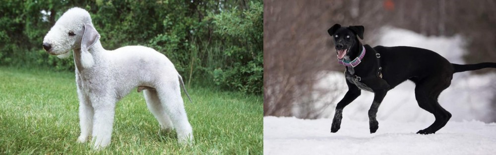 Eurohound vs Bedlington Terrier - Breed Comparison