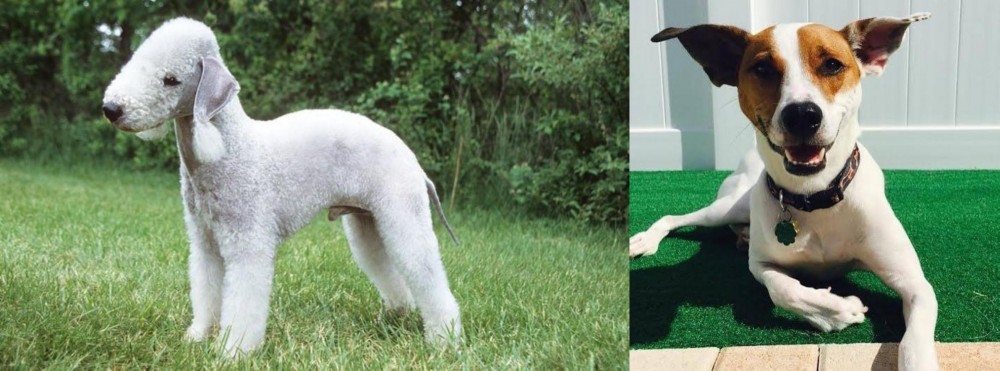 Feist vs Bedlington Terrier - Breed Comparison