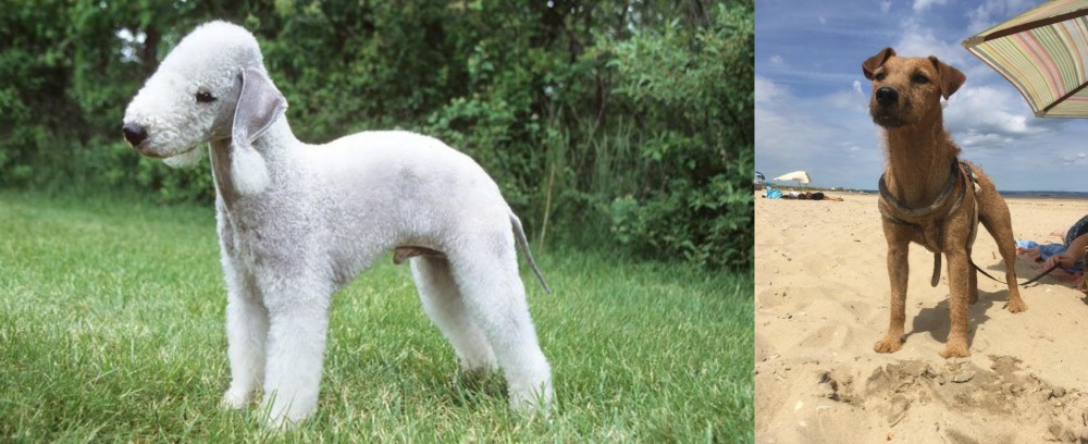 Fell Terrier vs Bedlington Terrier - Breed Comparison