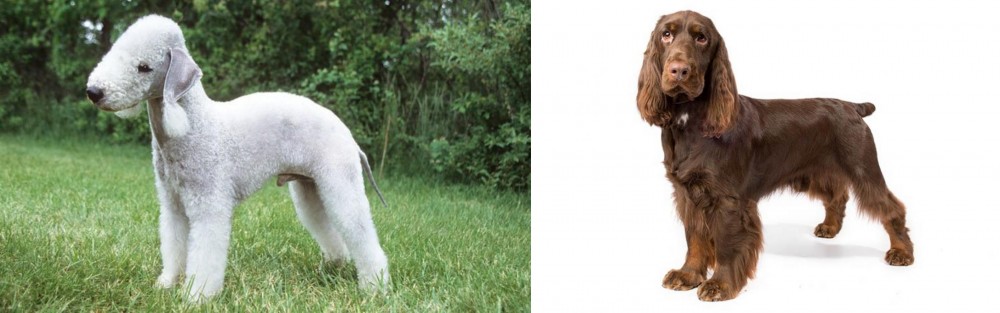 Field Spaniel vs Bedlington Terrier - Breed Comparison