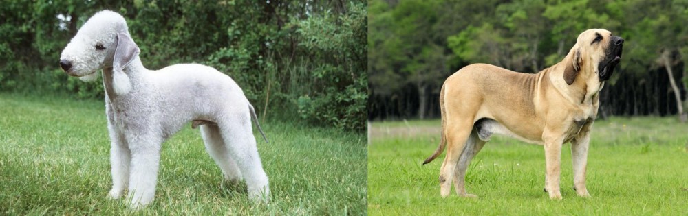Fila Brasileiro vs Bedlington Terrier - Breed Comparison