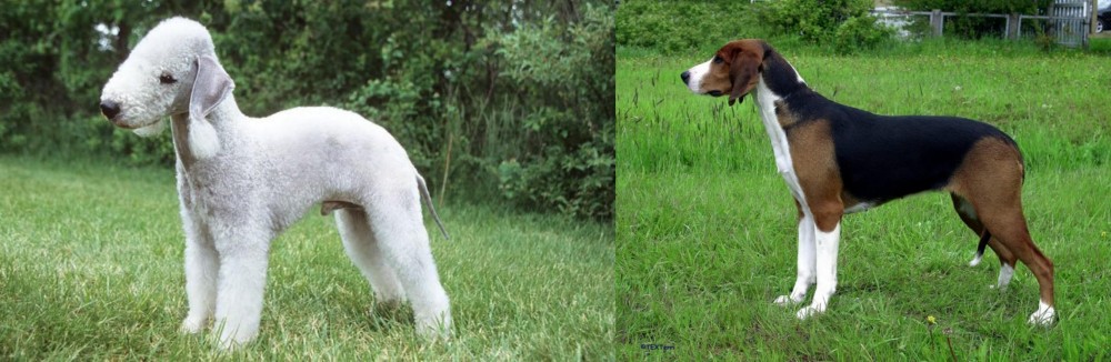 Finnish Hound vs Bedlington Terrier - Breed Comparison