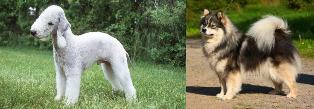 Finnish Lapphund vs Bedlington Terrier - Breed Comparison