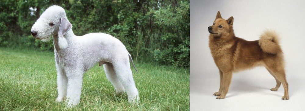 Finnish Spitz vs Bedlington Terrier - Breed Comparison