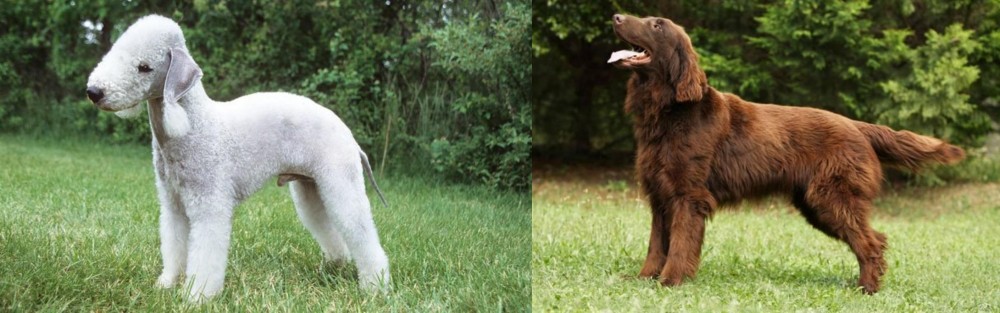 Flat-Coated Retriever vs Bedlington Terrier - Breed Comparison