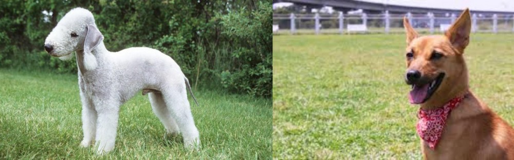 Formosan Mountain Dog vs Bedlington Terrier - Breed Comparison